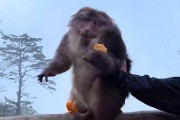 猛推峨眉山猴子的男子已致歉，三年内禁止进入景区！猴子没事